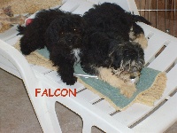 FALCON